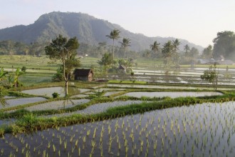 BALI - Jour 4 - Les rizières de Sidemen