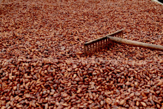 MALICOLO - Jour 44 - Nuit dans une plantation de cacao à Lambubu