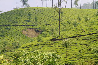 KERALA - Jour 79 & 80 - Les plantations de thé de Munnar