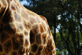 NAIROBI - Jour 93 - Giraffe Center