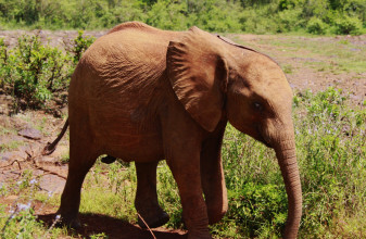 NAIROBI - Jour 94 - Orphelinat d'éléphants